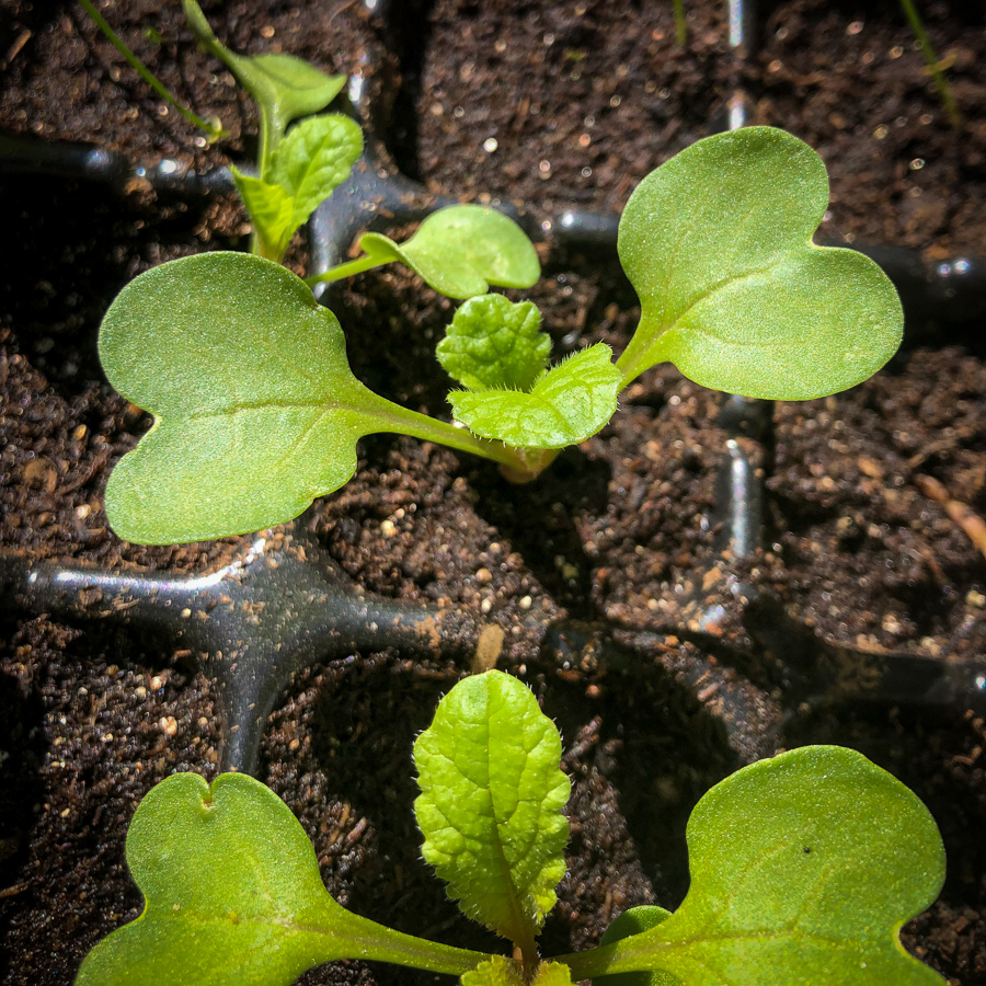 seed-leaves-and-true-leaves-chrissie-s-garden