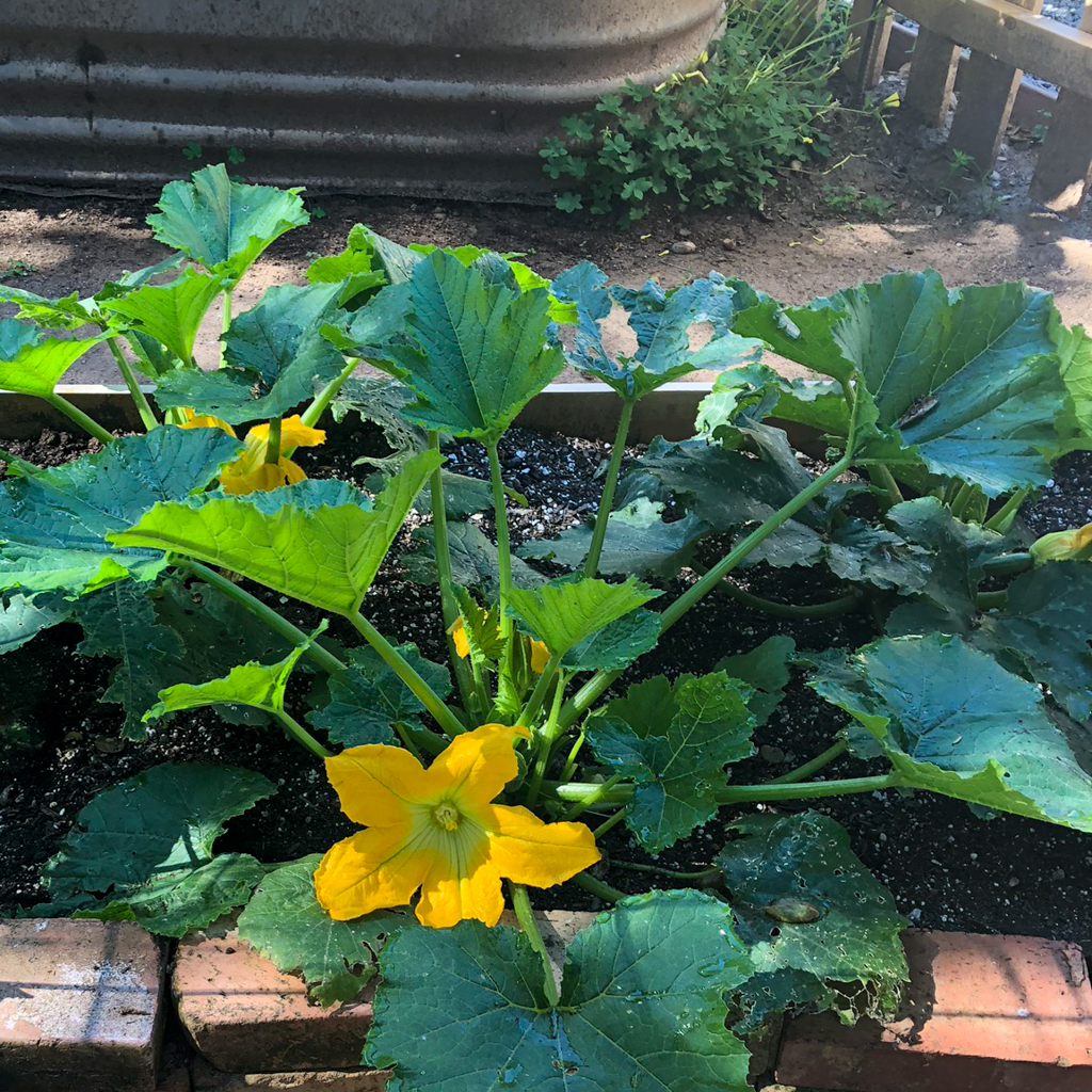 how-to-grow-squash-chrissie-s-garden