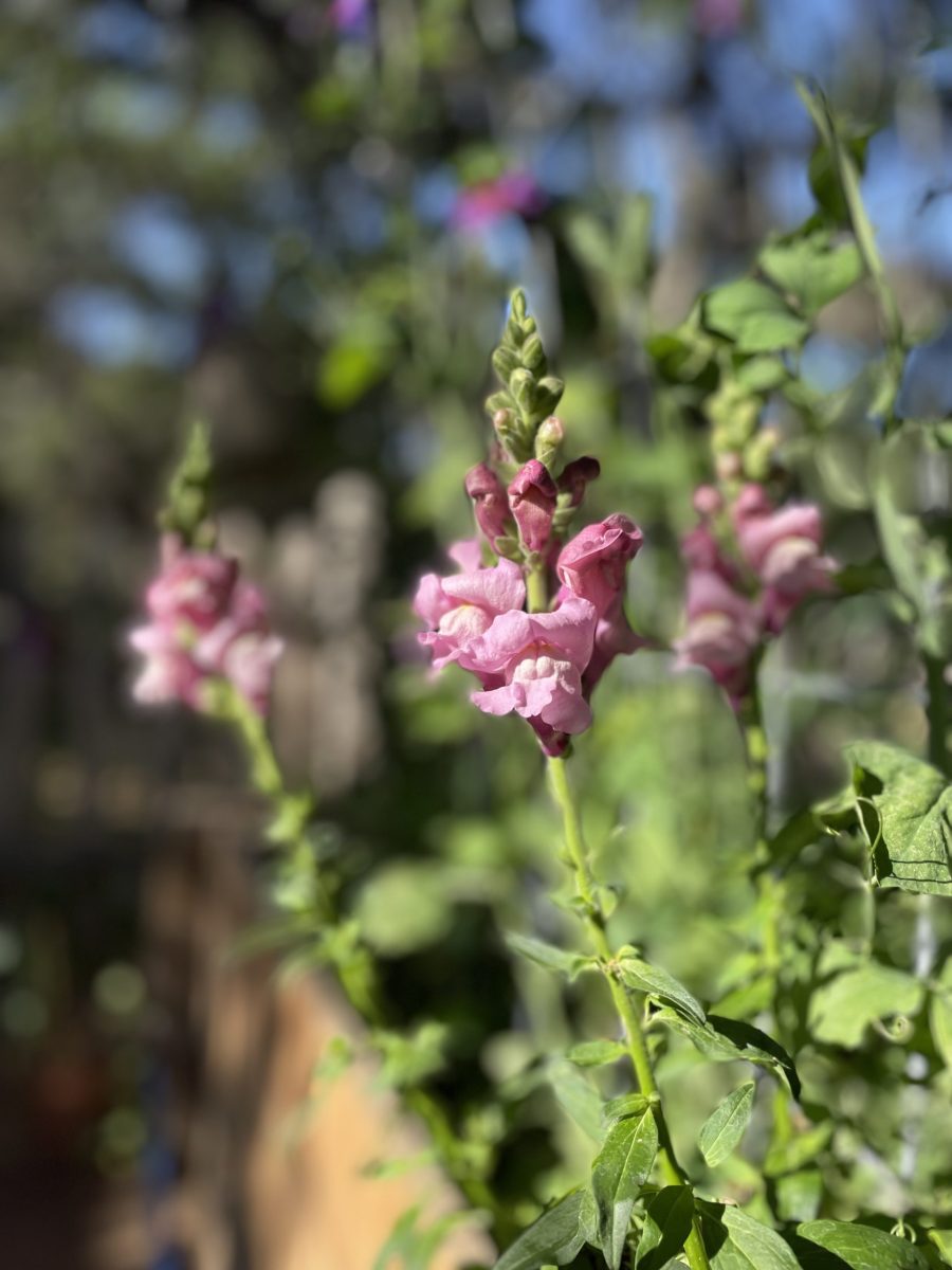 Figuring Out So Cal Flowers | Chrissie's Garden