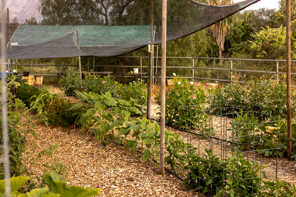 Featured image for “What We’re Doing Right (and Wrong) on the Farm”